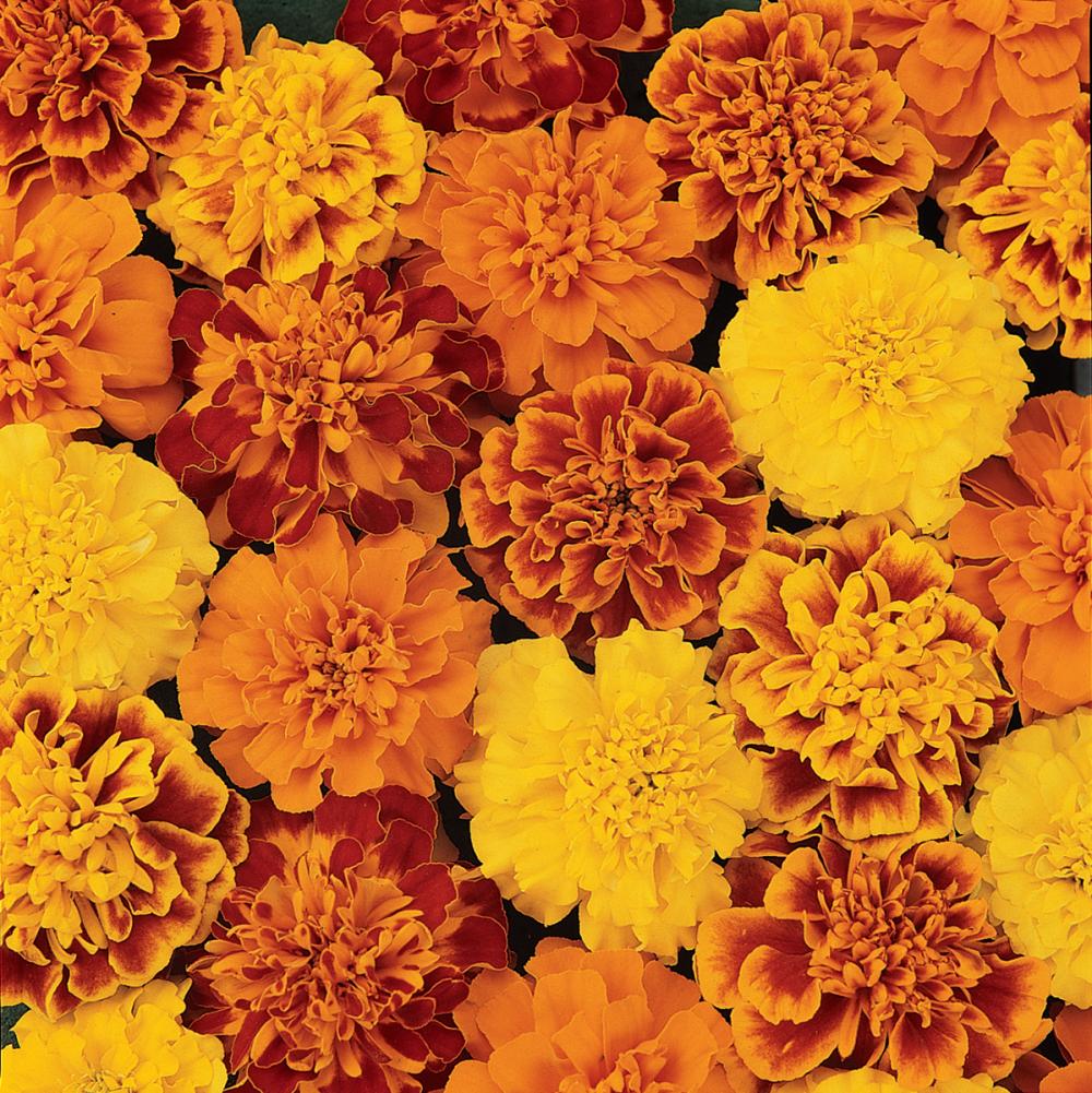 Бархатцы отклоненные «Бонанза Микс» Tagetes patula "Bonanza Mix"