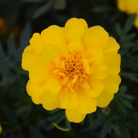 Бархатцы отклоненные «Дюранго Еллоу» Tagetes patula "Durango Yellow"