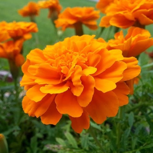 Бархатцы отклоненные «Дюранго Оранж» Tagetes patula "Durango Orange"