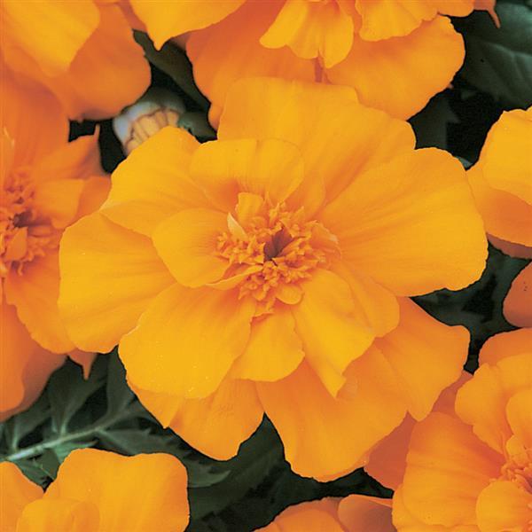 Бархатцы отклоненные «Дюранго Танжерин» Tagetes patula "Durango Tangerine"