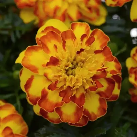 Бархатцы отклоненные «Фламенко» Tagetes patula "Flamenco"