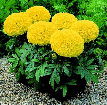 Бархатцы прямостоячие «Тайшан Еллоу» Tagetes erecta "Taishan Yellow"
