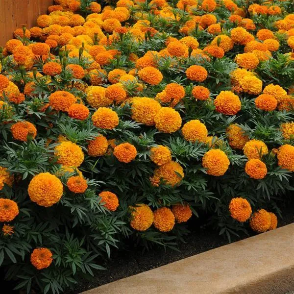 Бархатцы прямостоячие «Тайшан Оранж» Tagetes erecta "Taishan Orange"