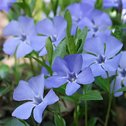 Барвинок малый Vinca minor
