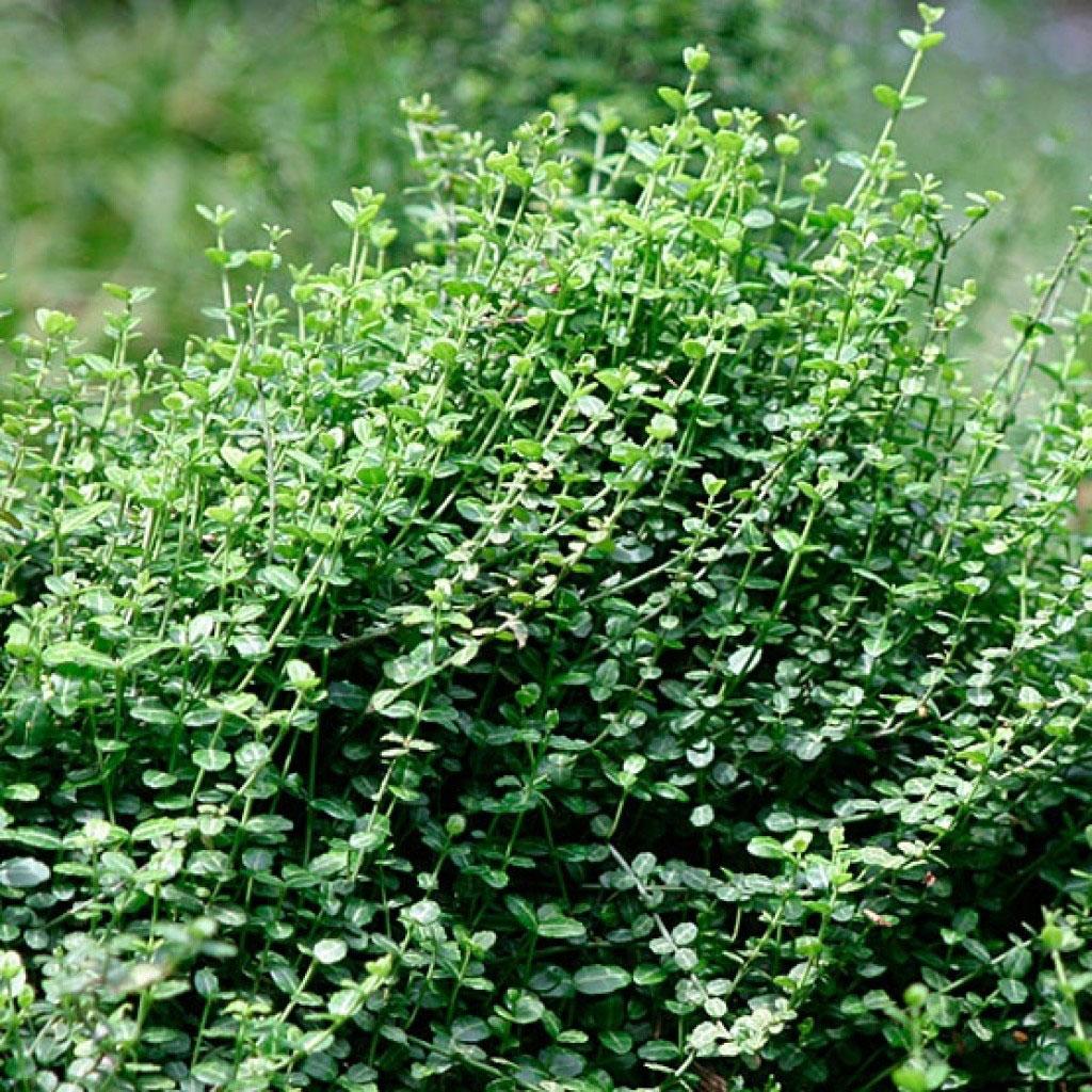 Бересклет Форчуна "Минимус" Euonymus fortunei "Minimus" P9