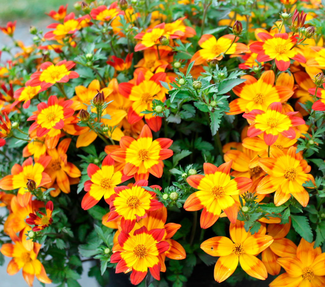 Биденс ферулелистная "Биди Бум Ред Ай" Bidens ferulifolia "Bidy Boom Red Eye" Р9