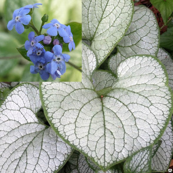 Бруннера крупнолистная "Сильвер Хёрт" Brunnera macrophylla "Silver Heart" С2/3