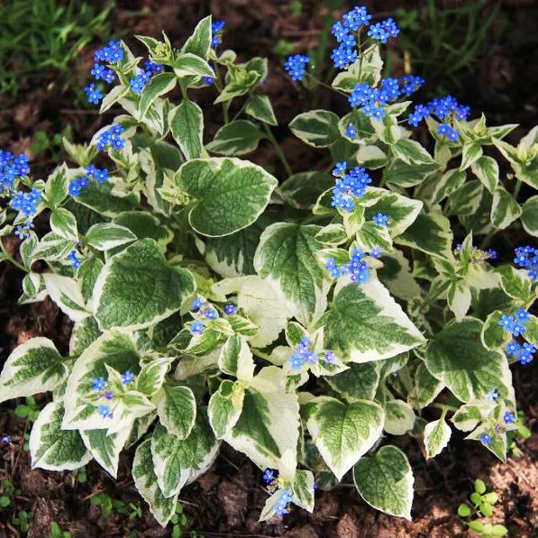 Бруннера крупнолистная "Вариегата" Brunnera macrophilla "Variegata"