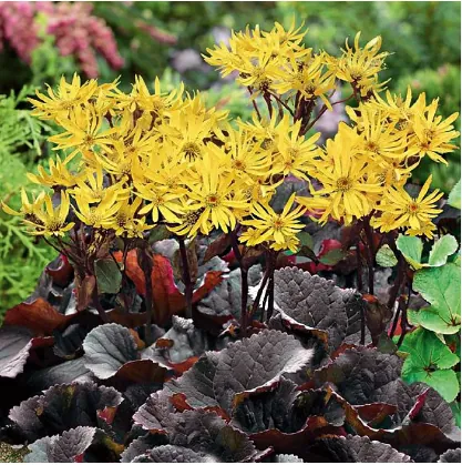Бузульник зубчатый "Миднайт Леди" Ligularia dentata "Midnight Lady"