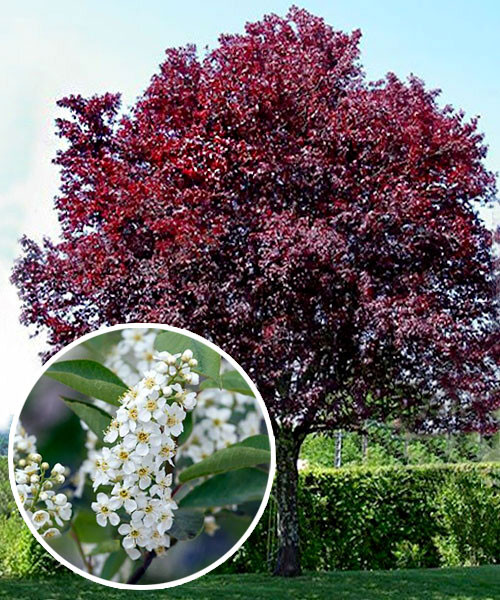 Черемуха Шуберта Prunus virginiana "Shubert" (Ком+сетка d=600)