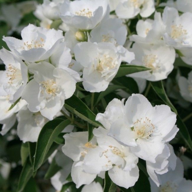 Чубушник Philadelphus "Alabaster"