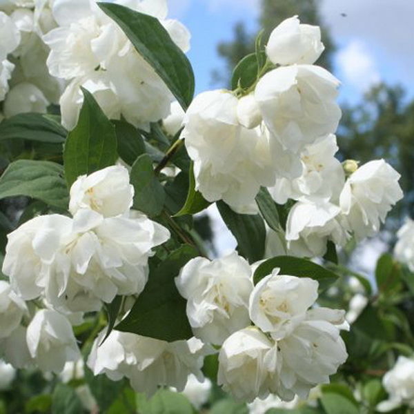 Чубушник Philadelphus "Albatre"