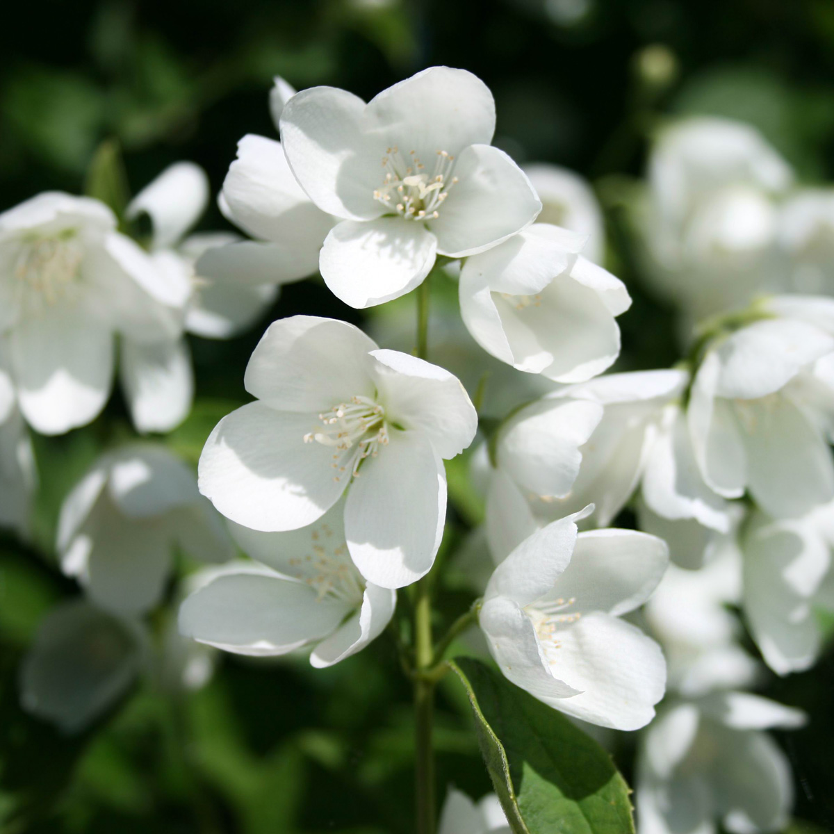 Чубушник Philadelphus "Balet motylkov"