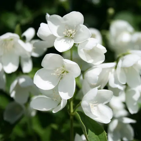 Чубушник Philadelphus "Balet motylkov"
