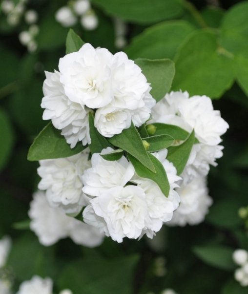Чубушник Philadelphus coronarius 'Elbrus"