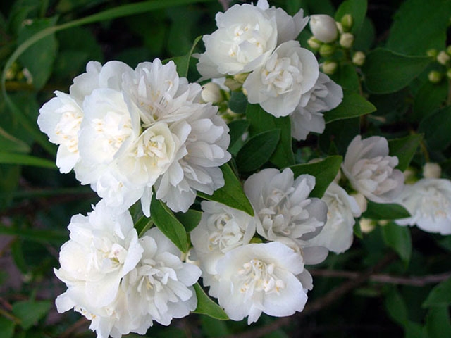 Чубушник Philadelphus "Gletscher"