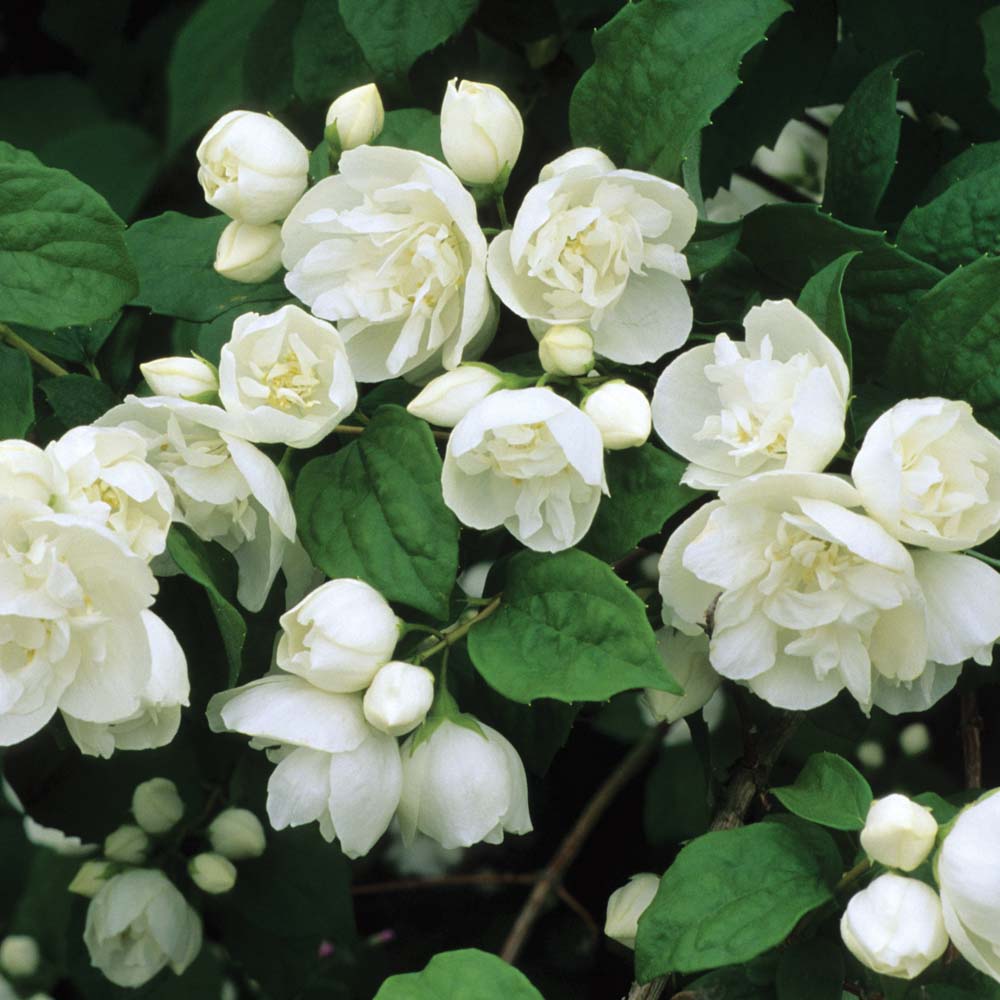 Чубушник Philadelphus "Virginal"