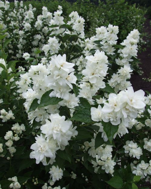 Чубушник Philadelphus "Zoya Kosmodemyanskaya"