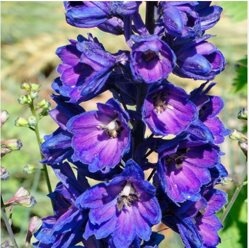 Дельфиниум "Мэджик Фонтейн Дарк Блю Дарк Би" Delphinium "Magic Fountain Dark Blue Dark Bee" Р9
