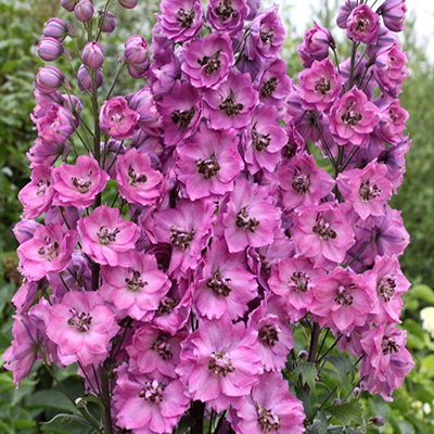 Дельфиниум тихоокеанский "Астолат" Delphinium рacific "Astolat" С2/3