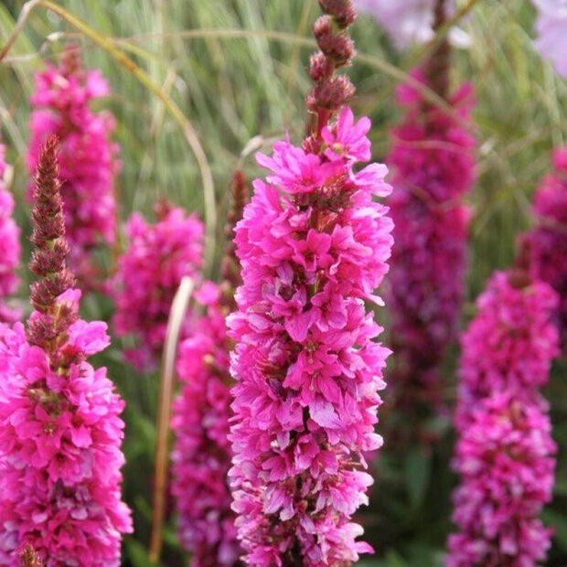 Дербенник иволистный "Рози Джем" Lythrum salicaria "Rosy Gem" С2/3