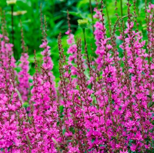 Дербенник прутовидный "Дропмор Перпл" Lythrum virgatum "Dropmore Purple" С2/3