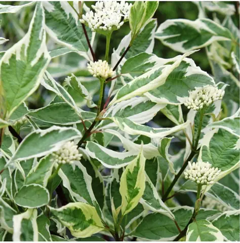 Дерен белый "Элегантиссима" Cornus alba "Elegantissima" (ком+сетка d=400)