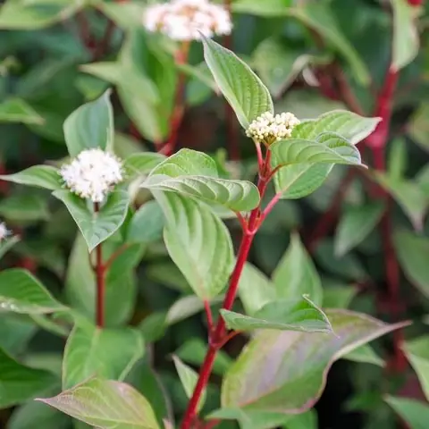 Дерен белый "Сибирика" Cornus alba "Sibirica" (ком+сетка d=400)
