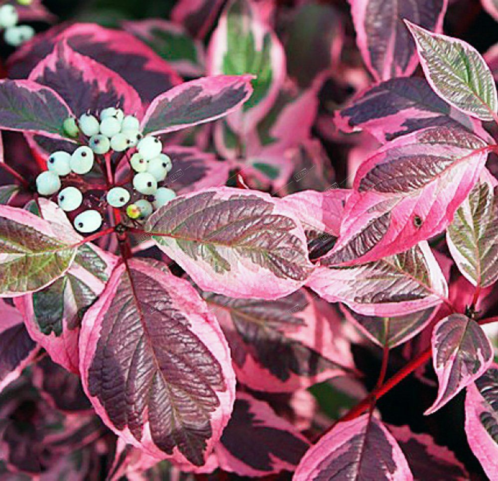 Дерен белый "Сибирика Вариегата" Cornus alba "Sibirica Variegata"