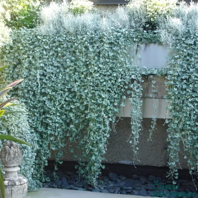 Дихондра "Сильвер Фоллс" Dichondra argentea "Silver Falls"