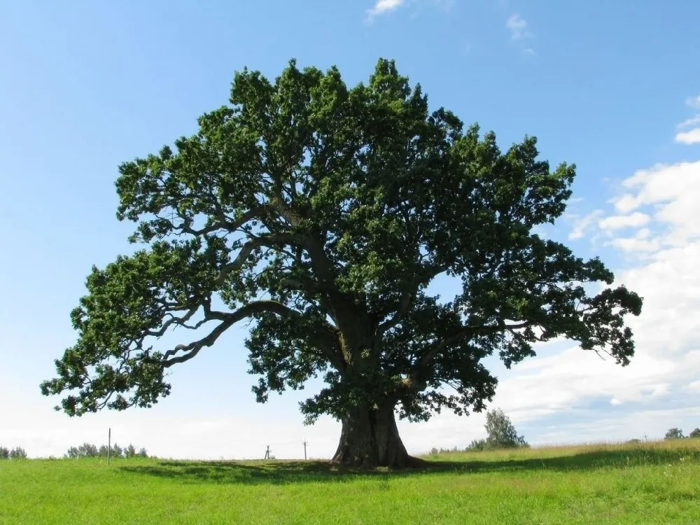 Дуб черешчатый Quercus robur