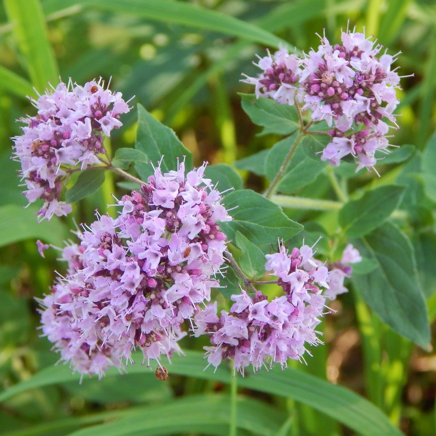 Душица обыкновенная "Маргарита" Origanum vulgare "Margeritha" С2/3
