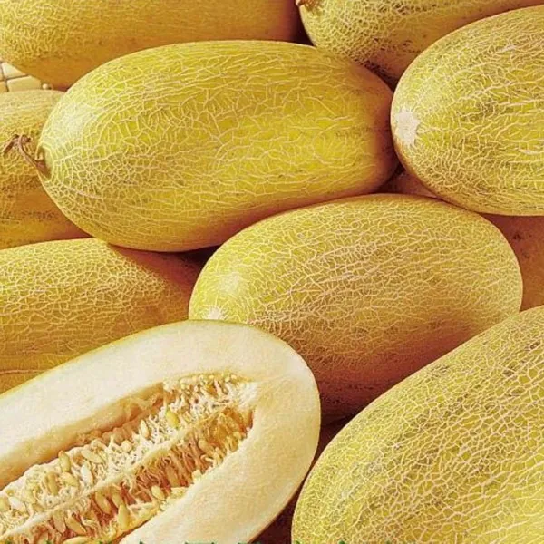 Дыня "Торпеда" Cucumis melo "Torpedo"