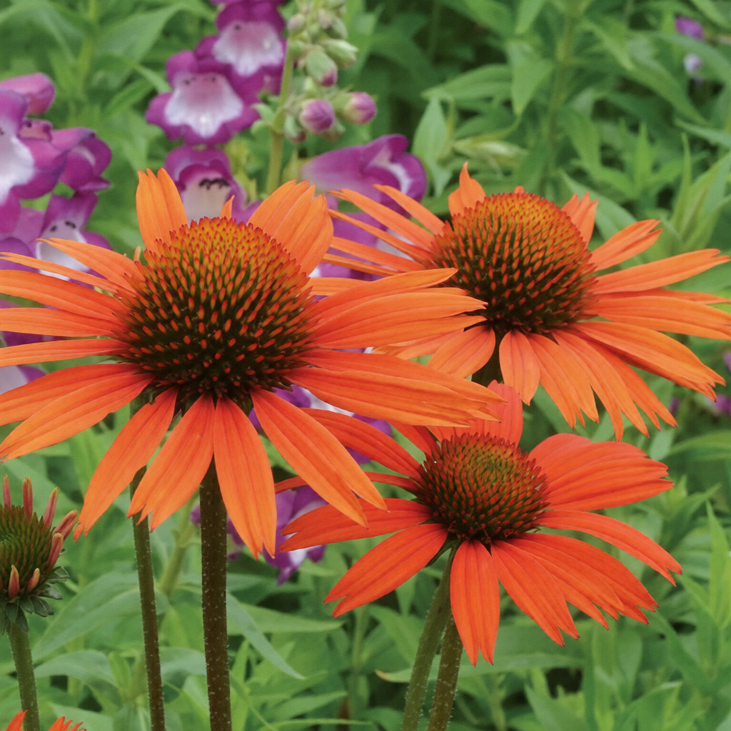 Эхинацея пурпурная "Прейри Блейз Оранж Сансет" Echinacea purpurea "Prairie Blaze Orange Sunset" С2/3