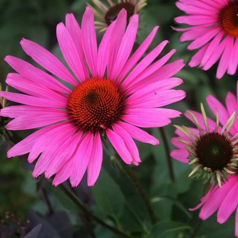 Эхинацея пурпурная "Руби Глоу" Echinacea purpurea "Ruby Glow"
