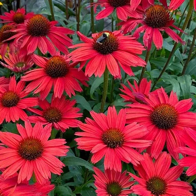 Эхинацея пурпурно-красная Echinacea purpure