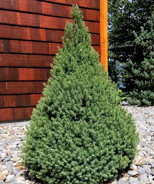 Ель канадская "Десембер" Picea glauca "December"