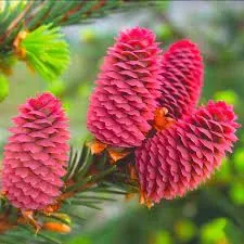 Ель красная Picea rubens