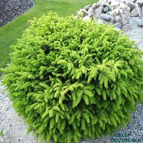 Ель обыкновенная Picea abies "Nidiformis"