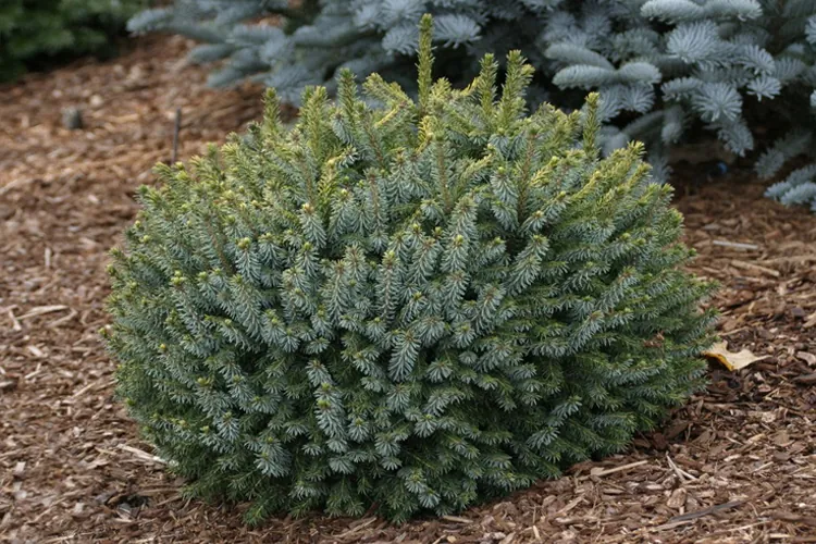 Ель сербская "Карел" Picea omorika "Karel"