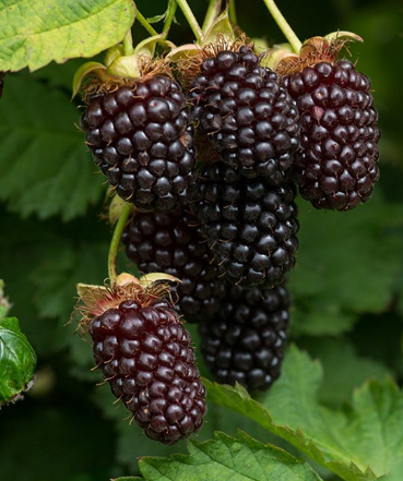 Ежемалина "Бойсенберри"