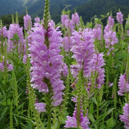 Физостегия виргинская "Розеа" Physostegia virginiana "Rosea" С2/3