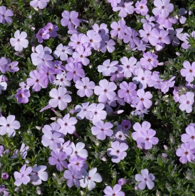 Флокс Дугласа «Лилак Клауд» Phlox Douglasii "Lilac Cloud"