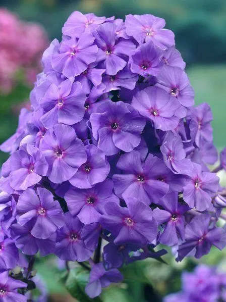 Флокс метельчатый "Аметист" Phlox paniculata "Amethyst"
