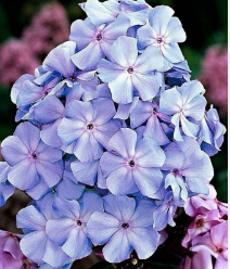 Флокс метельчатый "Блю Бой" Phlox paniculata "Blue Boy" С2/3
