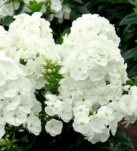 Флокс метельчатый "Давид" Phlox paniculata " David"