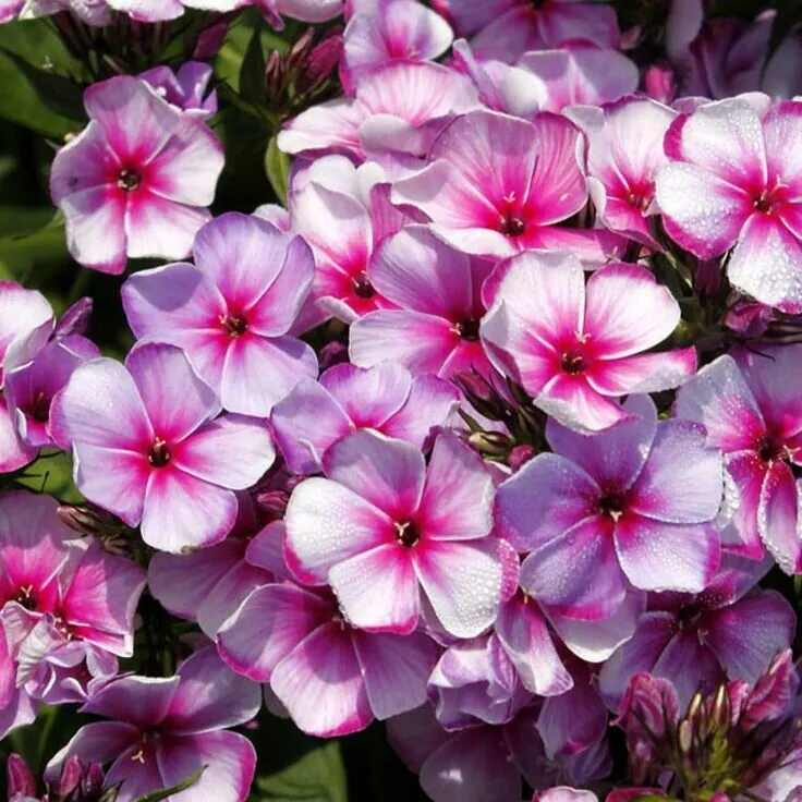Флокс метельчатый "Неон Флэр" Phlox paniculata "Neon Flare"