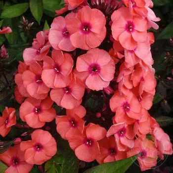 Флокс метельчатый "Орэндж Перфекшн" Phlox paniculata "Orange Perfection"