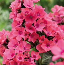 Флокс метельчатый "Виндзор" Phlox paniculata " Windsor" С2/3