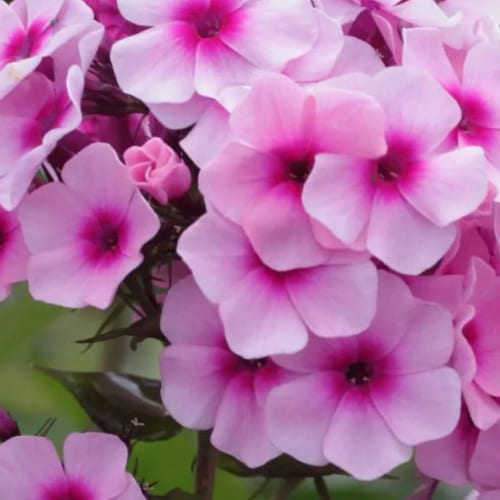 Флокс метельчатый "Всемил" Phlox paniculata "Vsemil" С2/3